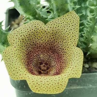 Staparesia meintjesii - Giromagi